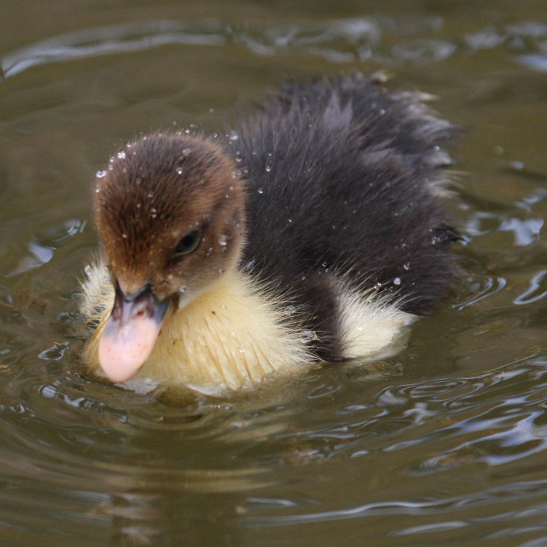 Muscovy ducklings