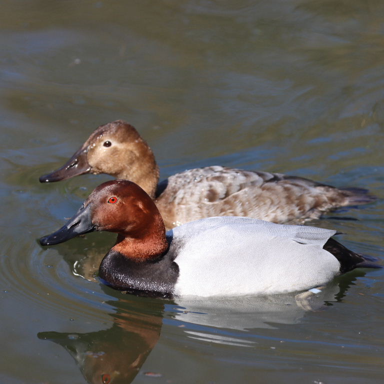Canvasback pair