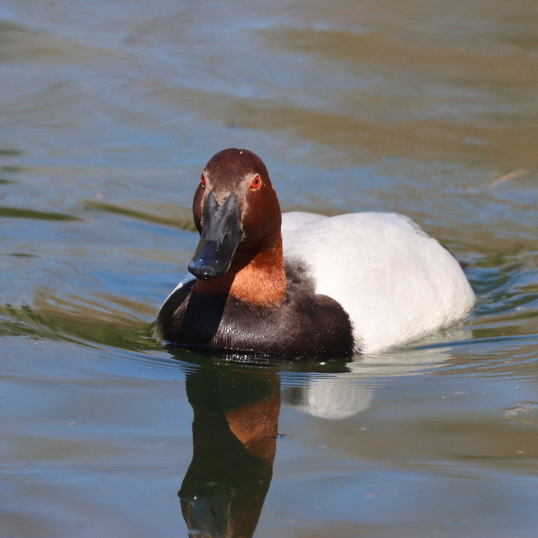 Canvasback male