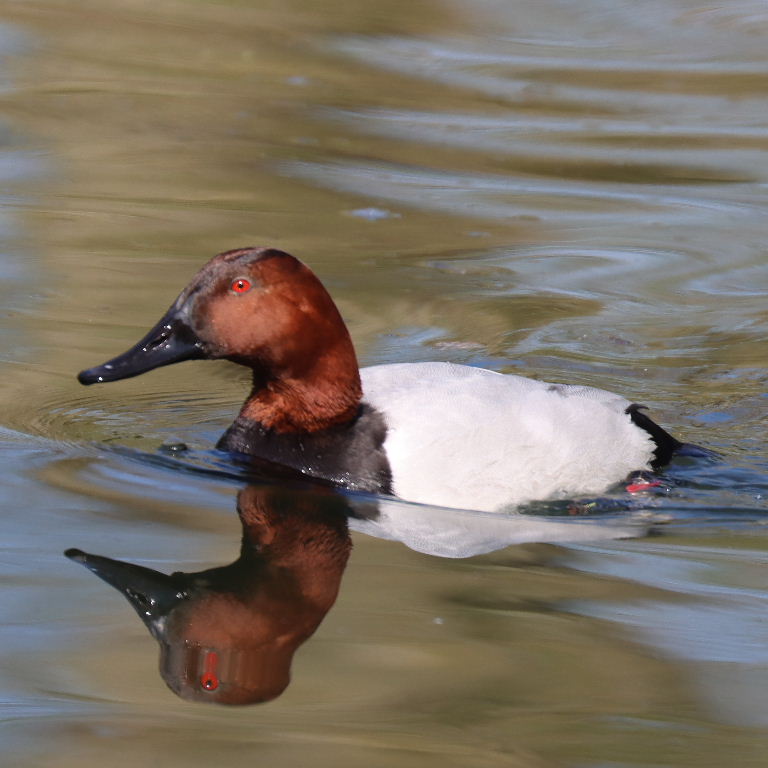 Canvasback male