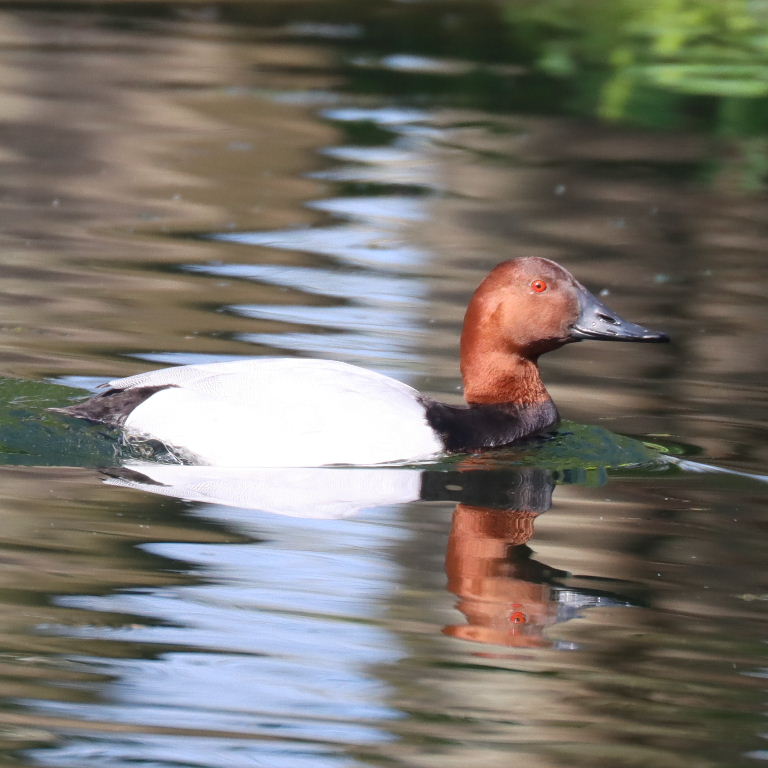 Canvasback male
