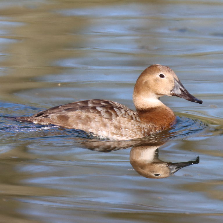 Canvasback female