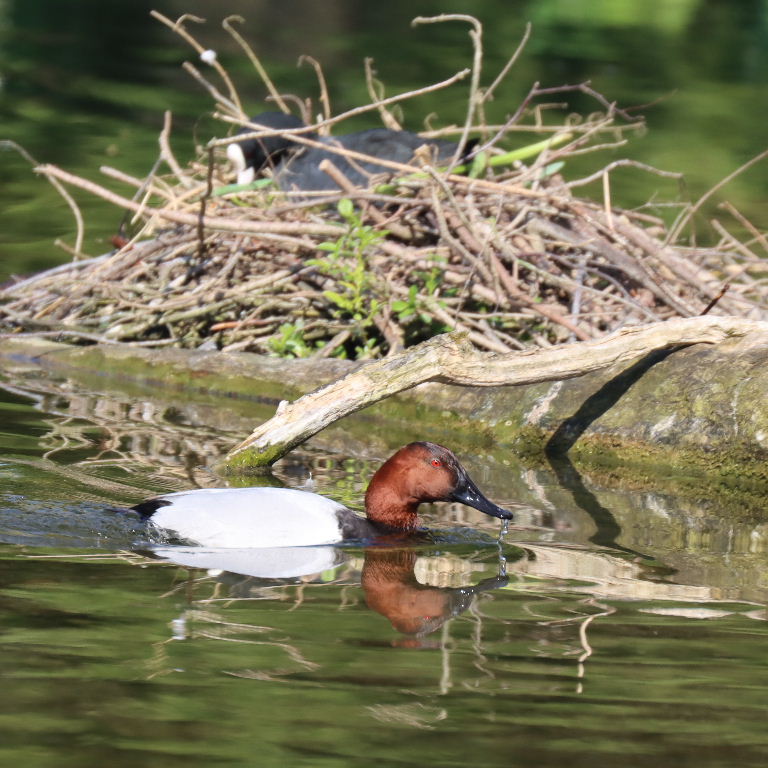 Canvasback nd nesting Coot
