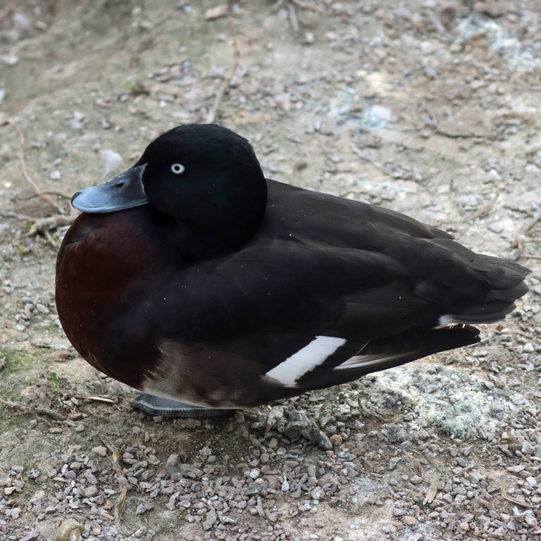 White-eyed Duck