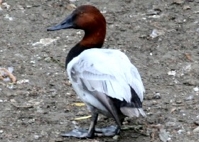 Canvasback