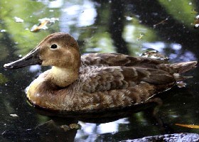 Pochard hybrid