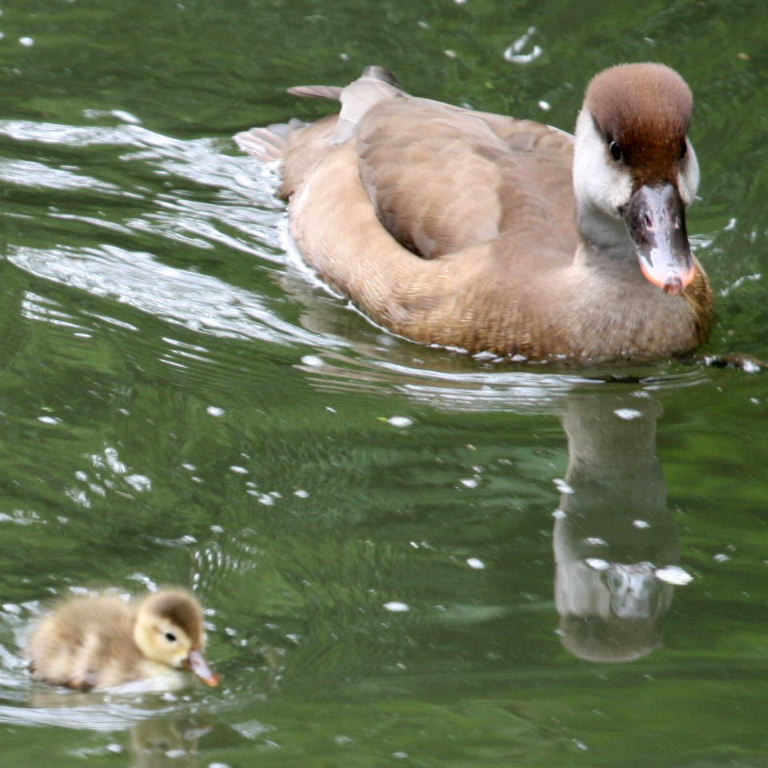 Red-crested Pochard female with chick