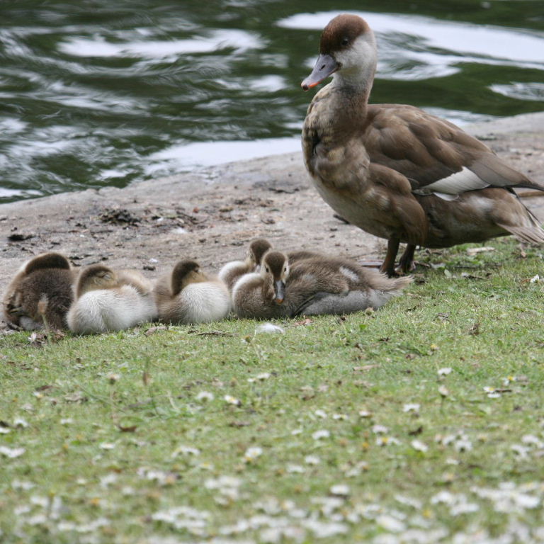 Red-crested Pochard female with chicks