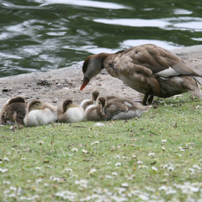 Red-crested Pochard female with chicks