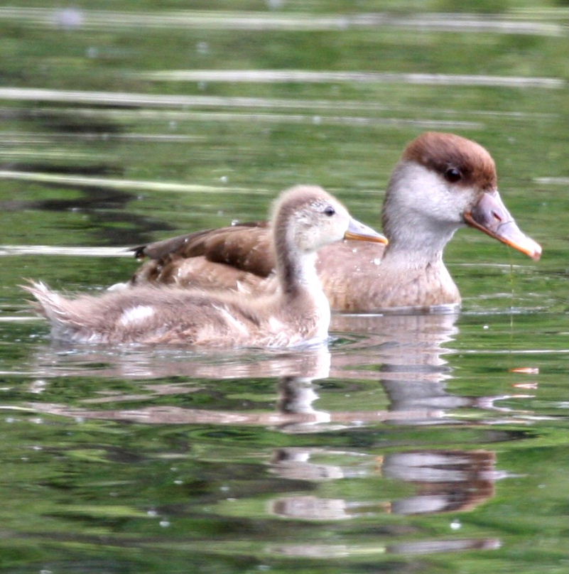 Red-crested Pochard