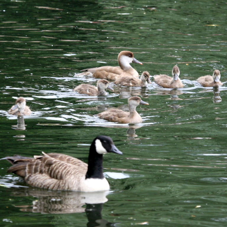 Red-crested Pochard