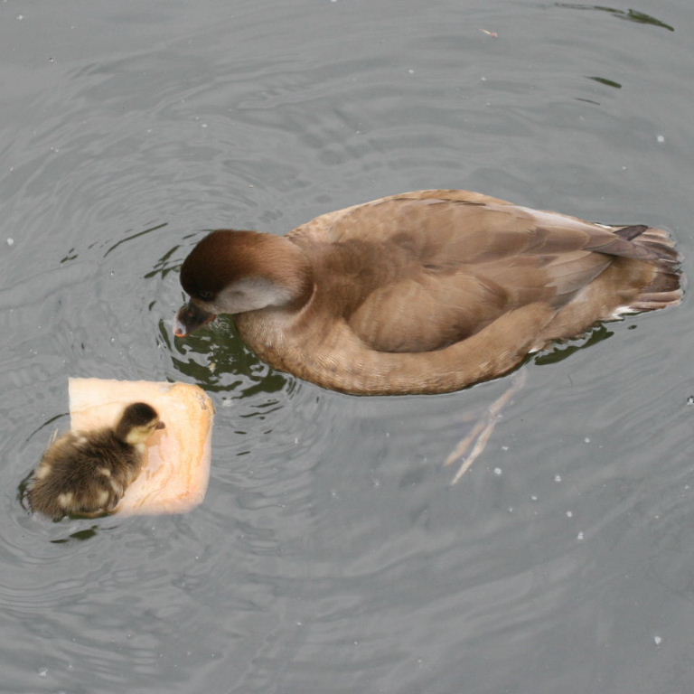Red-crested Pochard
