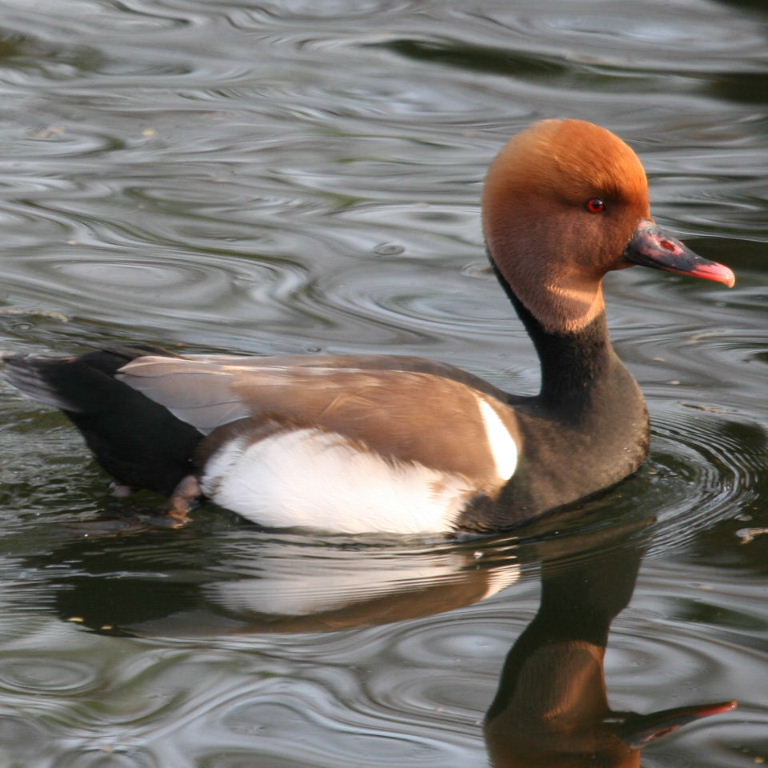 Red-crested Pochard drake