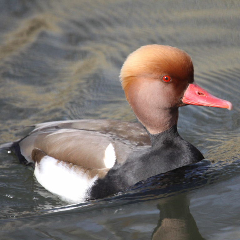 Red-crested Pochard drake