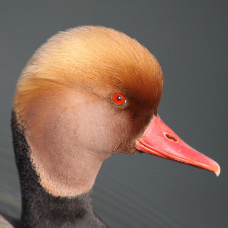 Red-crested Pochard drake