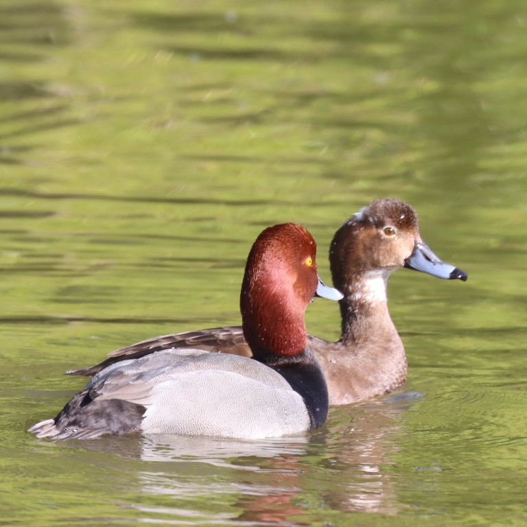 Redhead Duck
