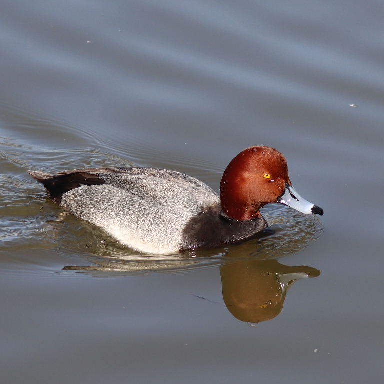 Redhead Duck