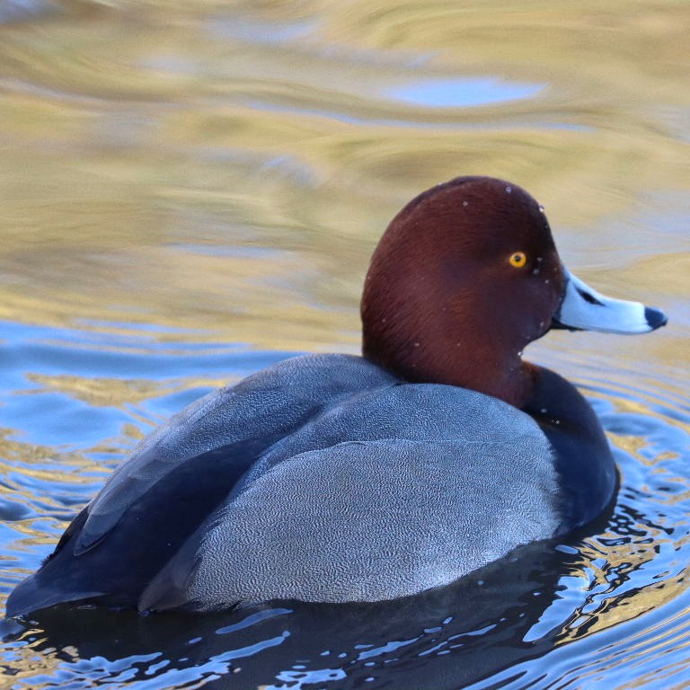 Redhead Duck