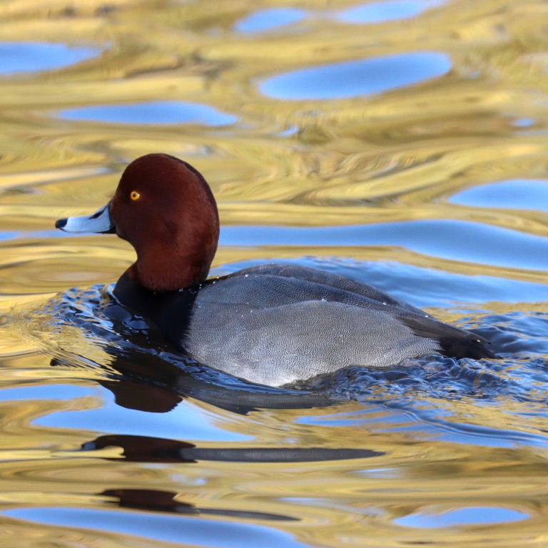 Redhead Duck