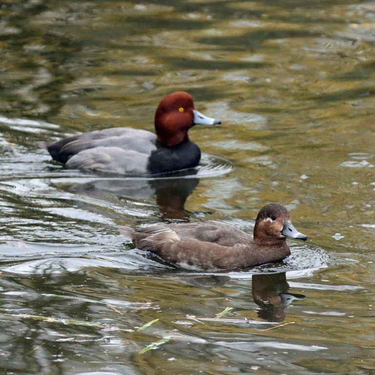 Redhead pair