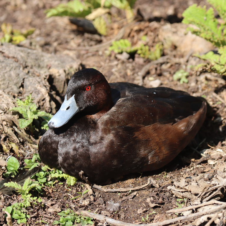 Southern Pochard drake