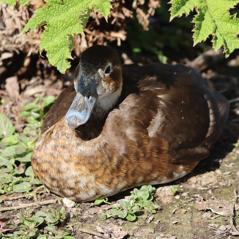 Southern Pochard female