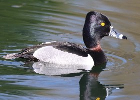 Ring-necked duck male