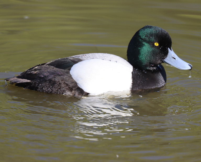 Scaup drake