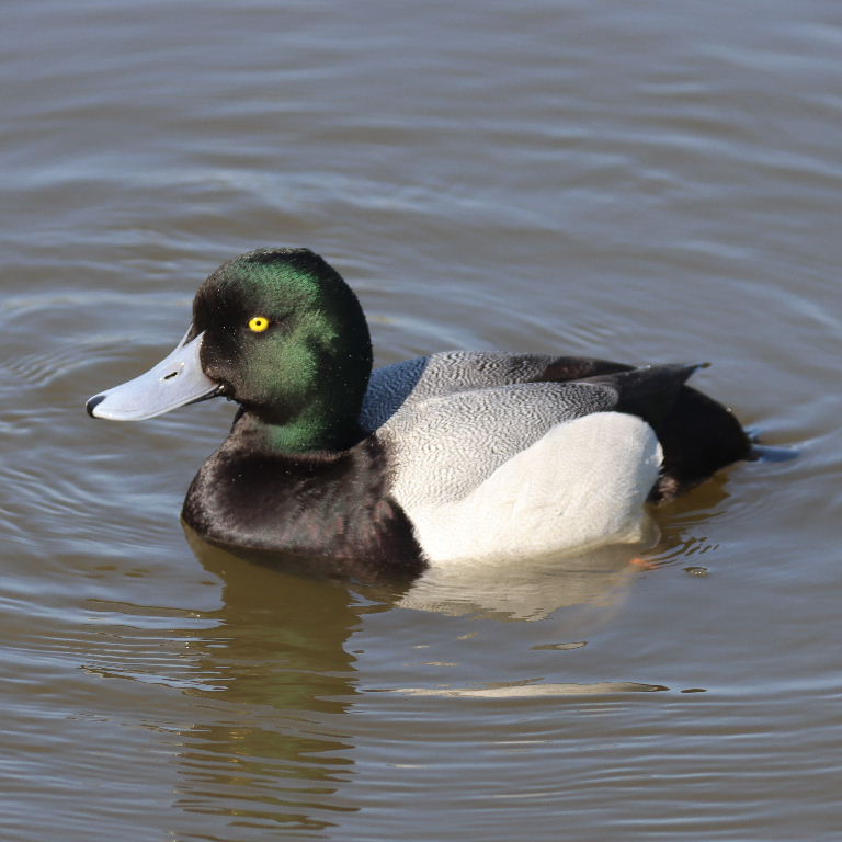 Scaup