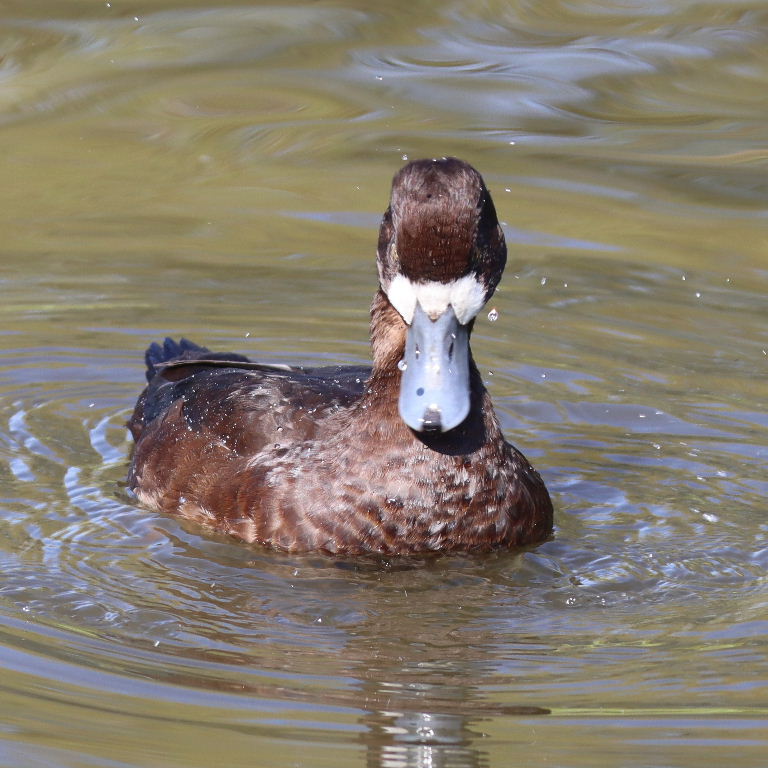 Scaup