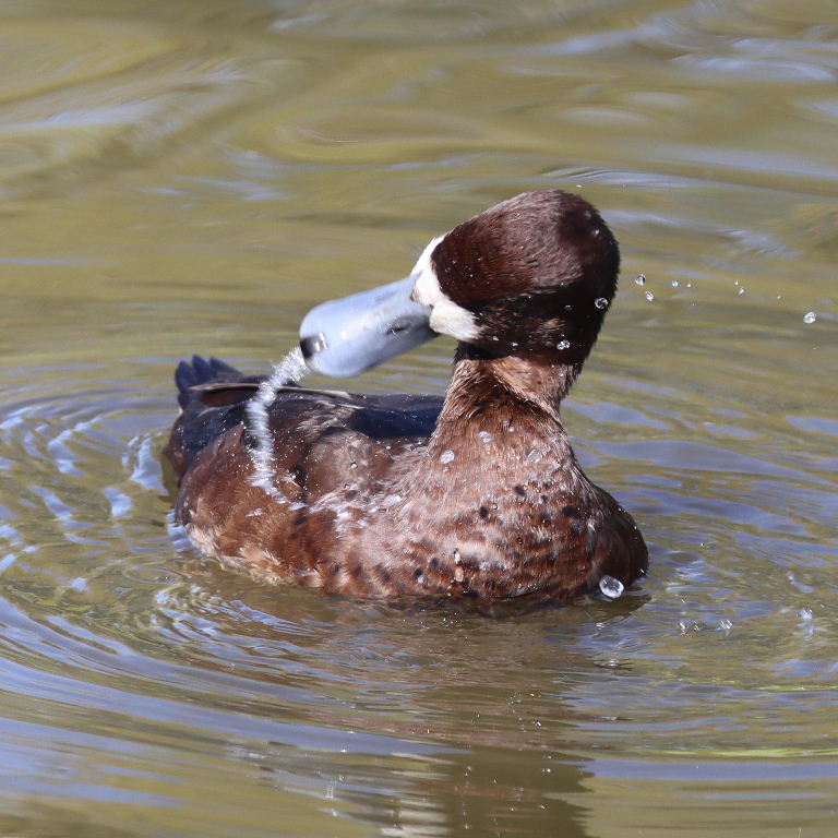 Scaup female