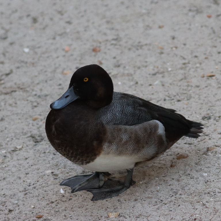 Greater Scaup