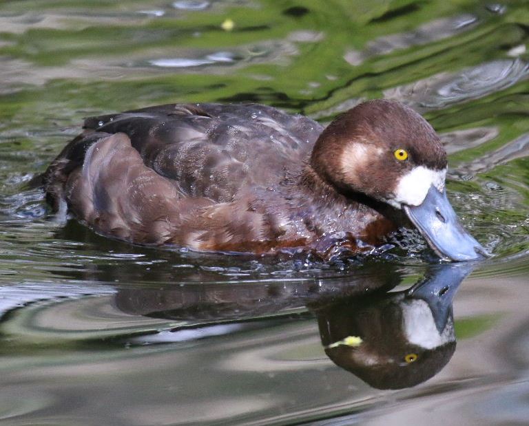 Scaup female