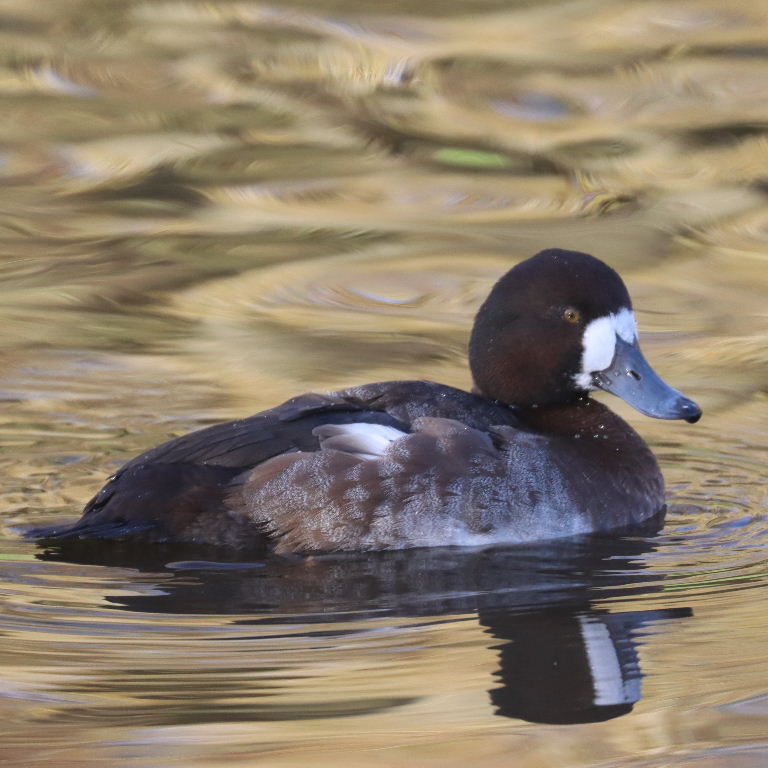 Scaup female