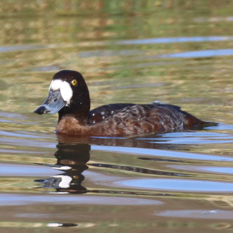 Scaup