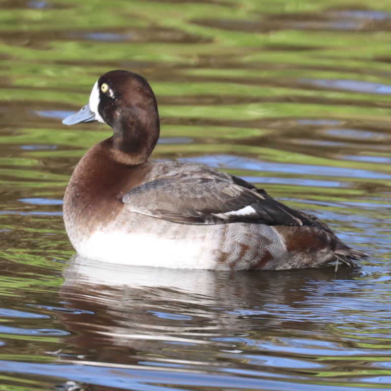 Scaup female