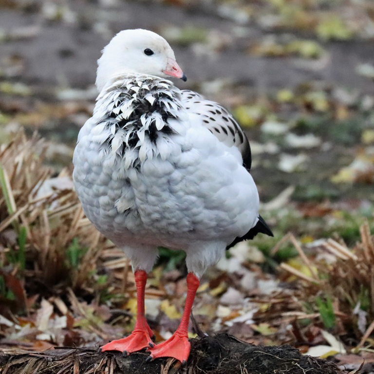Andean Goose