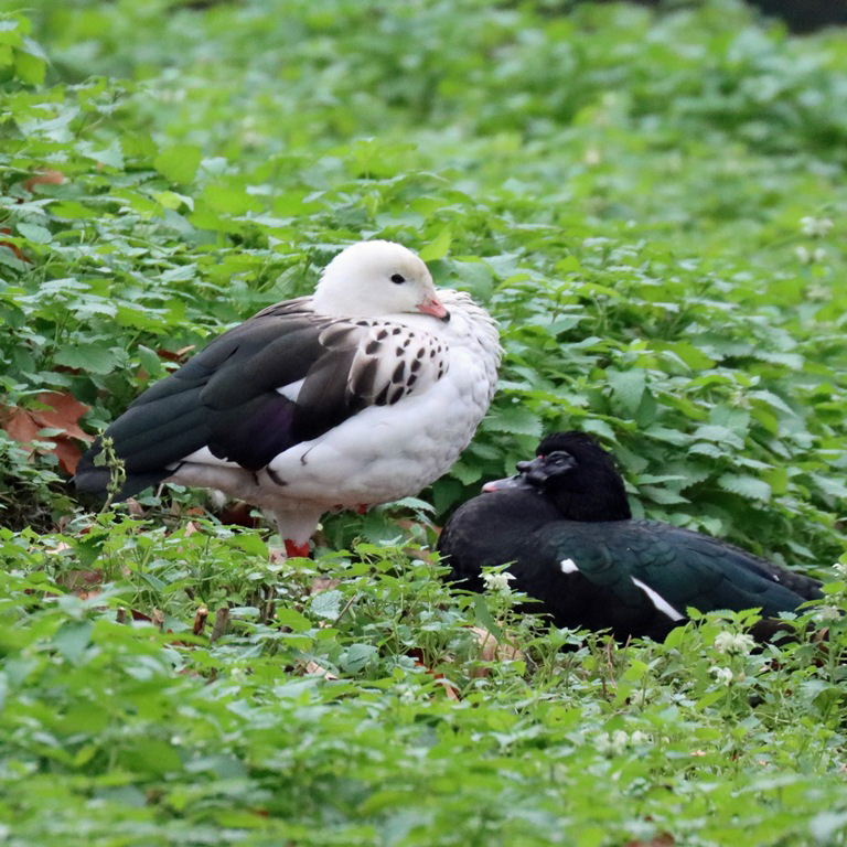 Andean Goose with Muscovy duck