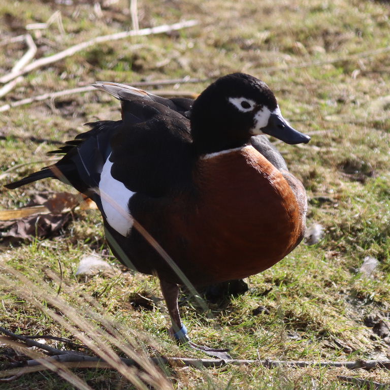 Australian Shelduck