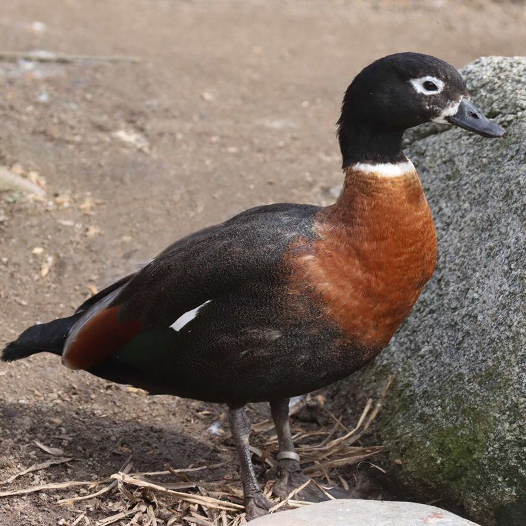 Australian Shelduck female