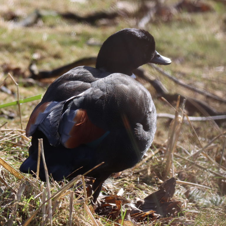 Australian Shelduck