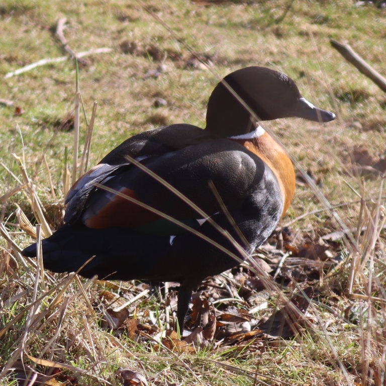 Australian Shelduck male
