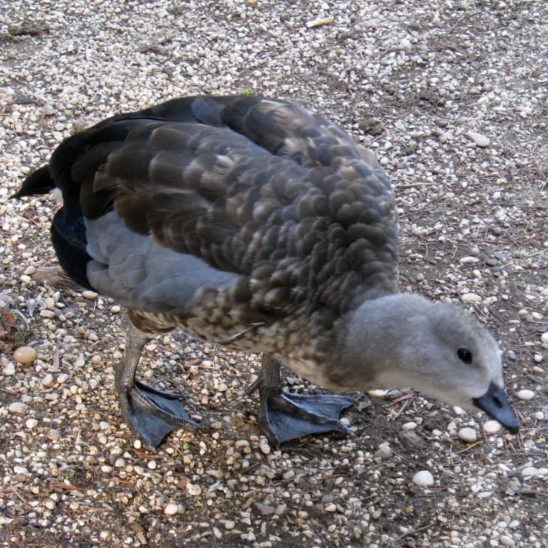 Blue-winged Goose