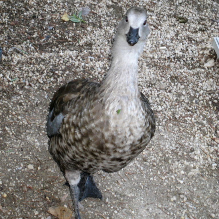 Blue-winged Goose