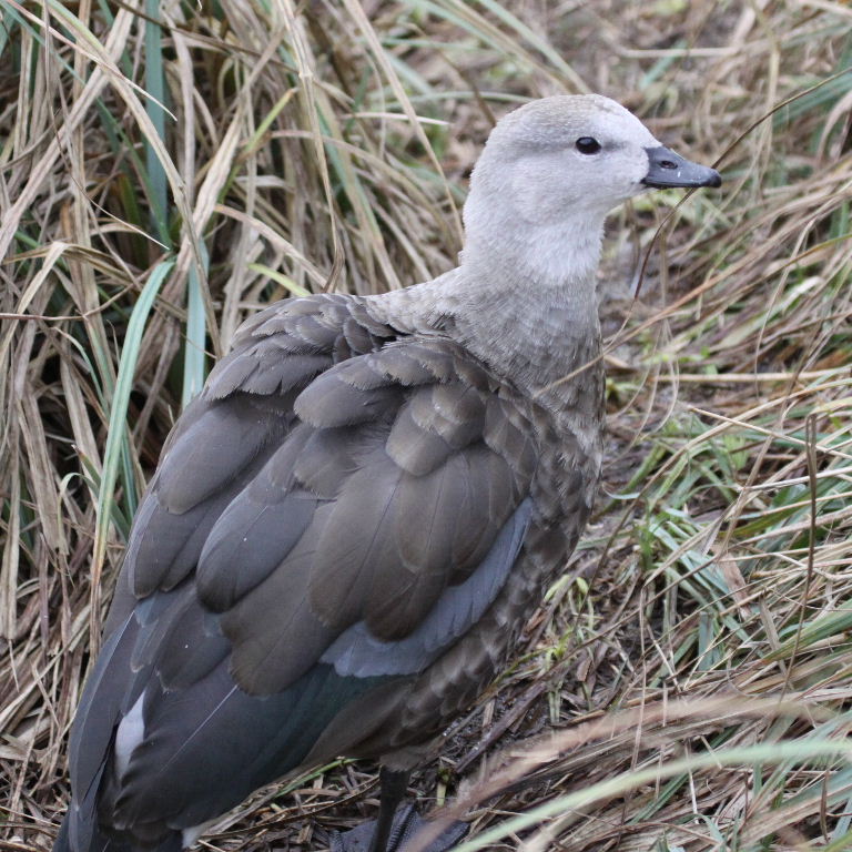 Blue-winged Goose