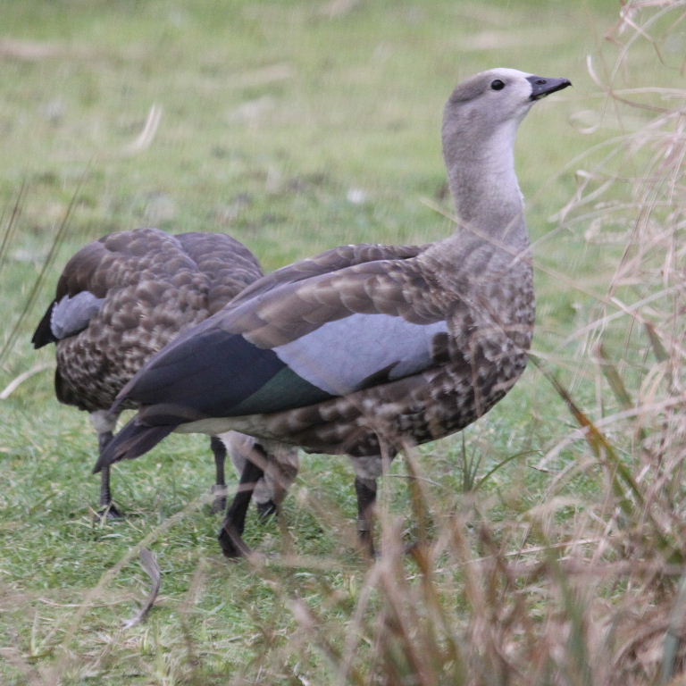Blue-winged Goose