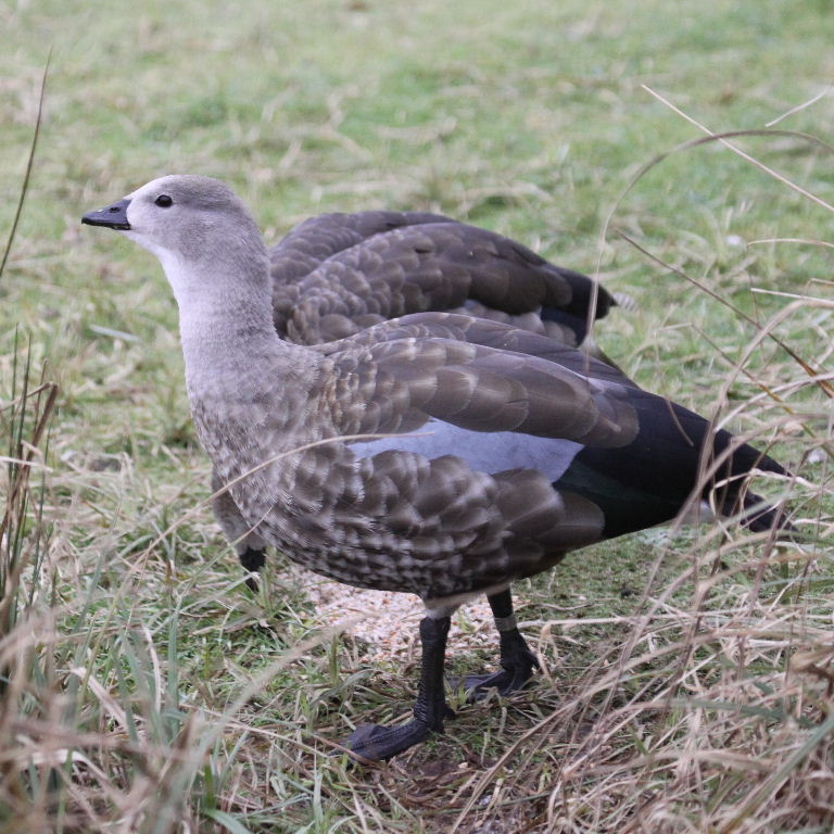 Blue-winged Goose
