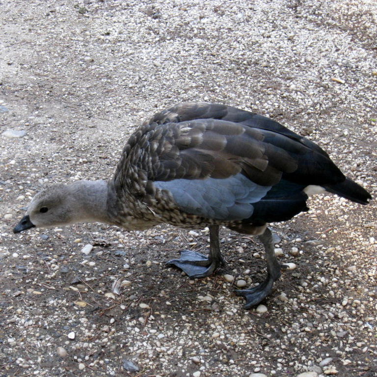 Blue-winged Goose