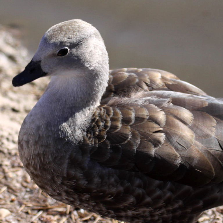 Blue-winged Goose
