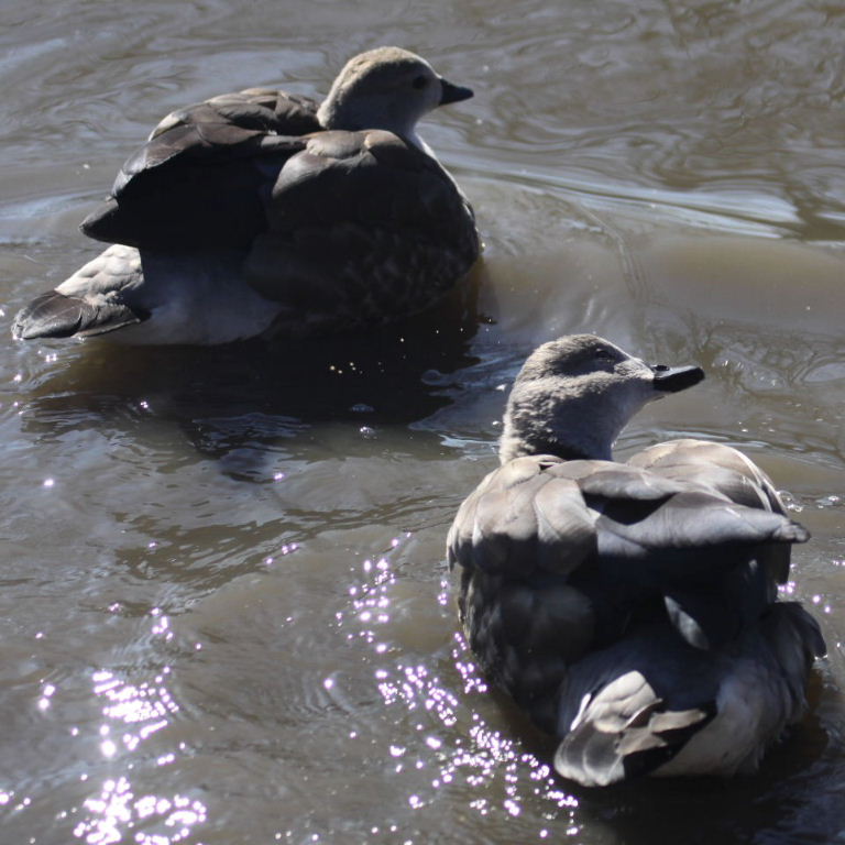 Blue-winged Goose